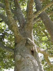 Sterculia striata