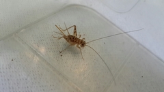 Gryllomorpha