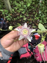 Passiflora adenopoda