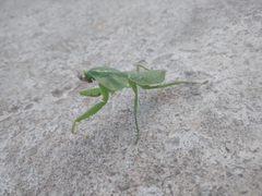 Rhombodera latipronotum