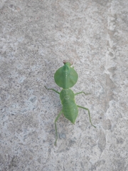 Rhombodera latipronotum