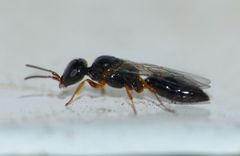 Spilomena nozela
