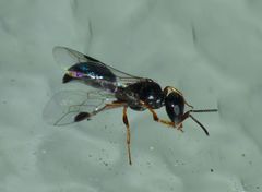 Spilomena nozela