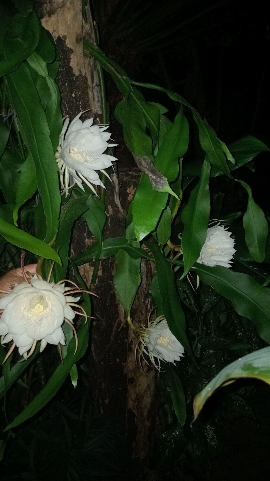 Epiphyllum oxypetalum