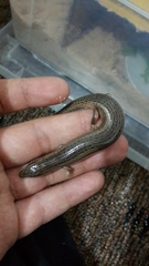 Chalcides ocellatus