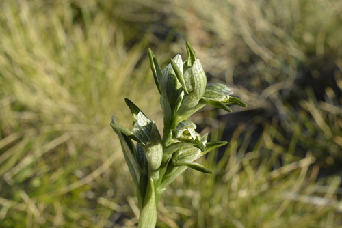 Gaudichaud's orchid (Chloraea gaudichaudii)