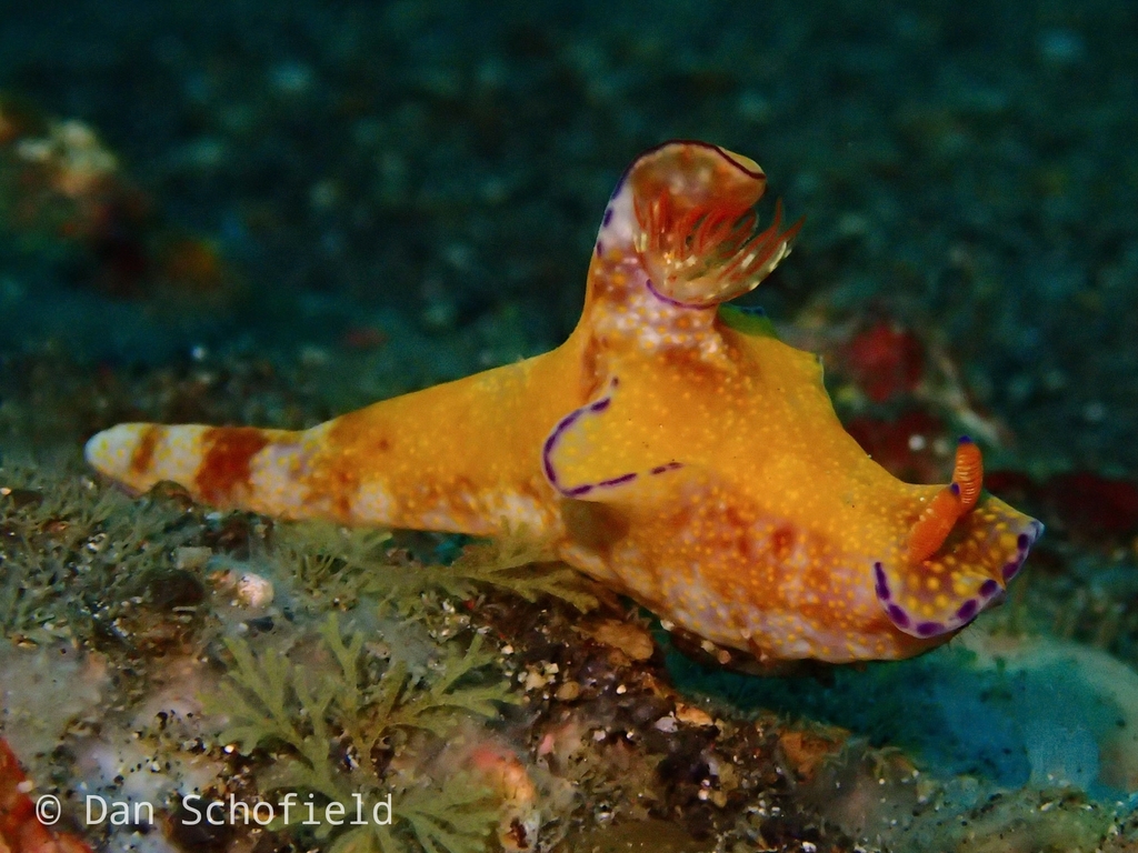 Slender ceratosoma nudibranch