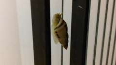 Drymaeus interpunctus