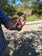 Leptodeira splendida