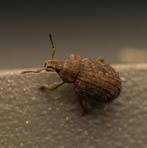Romualdius angustisetulus