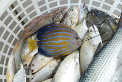 Blue-Striped Angelfish photo 4