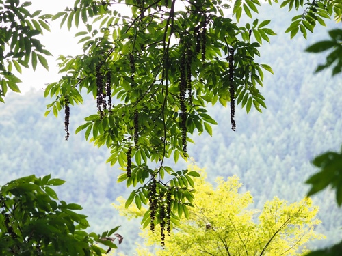 Pterocarya rhoifolia observed 2025-08-20