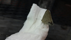 Deudorix livia