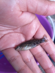 Zoogoneticus purhepechus