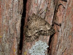 Pseudocoremia indistincta