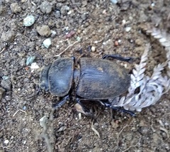 Apterodorcus bacchus