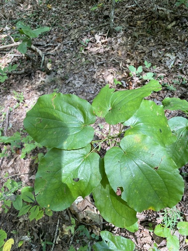 Biltmore's Carrionflower (Smilax biltmoreana)