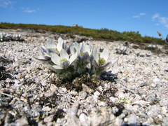 Pulsatilla magadanensis