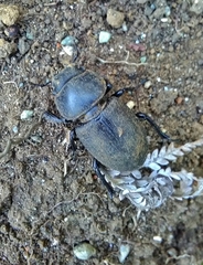 Apterodorcus bacchus