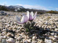 Pulsatilla magadanensis