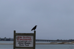 Corvus brachyrhynchos brachyrhynchos