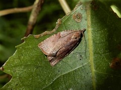 Apoctena orthropis