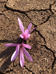 Colchicum hierosolymitanum