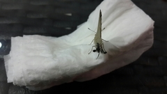 Deudorix livia