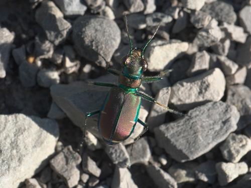 Common Claybank Tiger Beetle photo 6