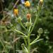 Hawkweed Oxtongue - Photo (c) --Tico--, some rights reserved (CC BY-NC-ND)