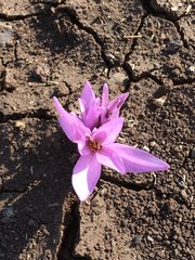 Colchicum hierosolymitanum