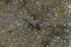 Telmatogeton japonicus
