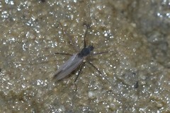 Telmatogeton japonicus