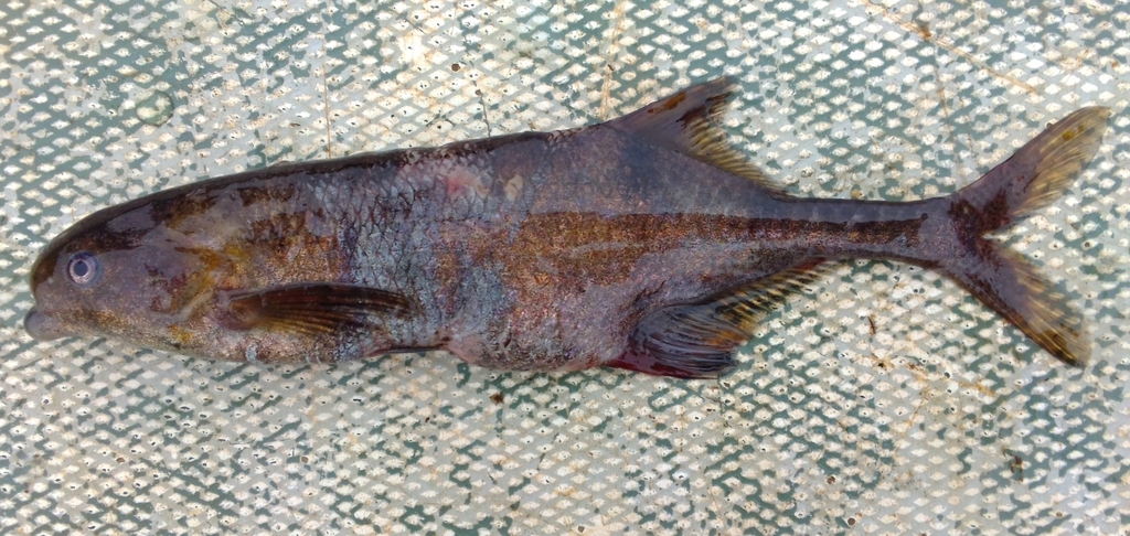Moore's elephantfish (Marcusenius moorii) — Mormyridae