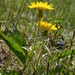 Viper's-Grass - Photo (c) Oskar Gran, some rights reserved (CC BY-NC)