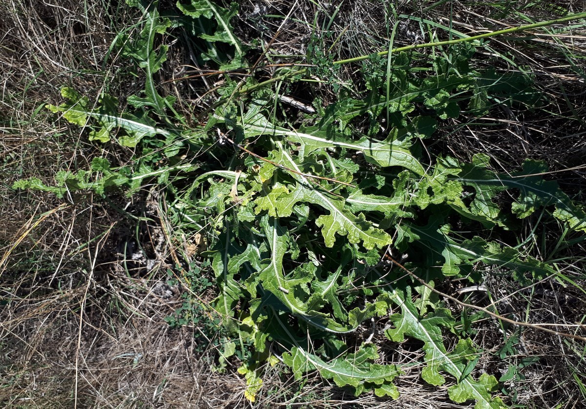 Steppe Cabbage (Rapistrum perenne)