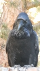 Corvus corax