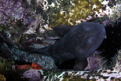 Brachaelurus waddi