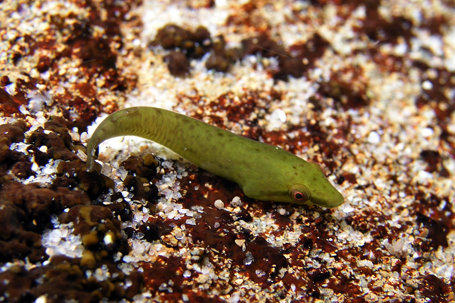 Little Clingfish