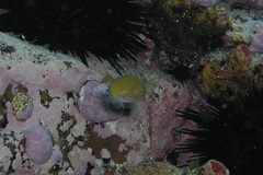 Acanthuridae