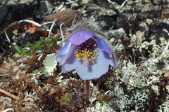 Pulsatilla ajanensis
