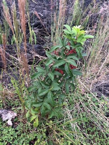 Schinus terebinthifolia observed 2019-11-27