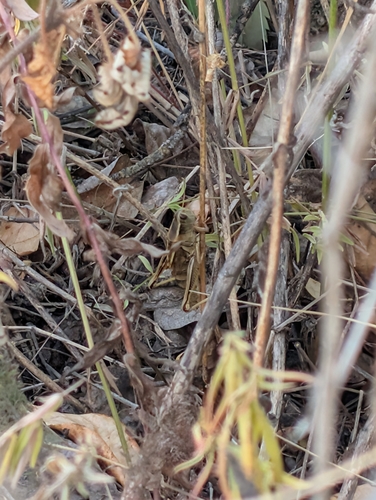 Two-striped Grasshopper