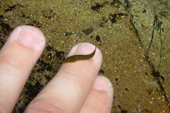 Parvicrepis parvipinnis