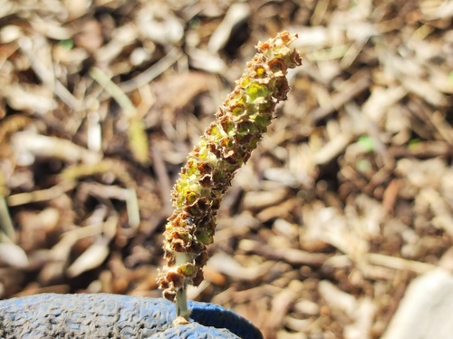 Terminalia macrostachya (Terminalia macrostachya)