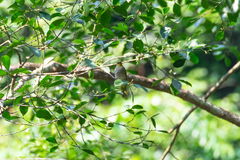 Pycnonotus finlaysoni