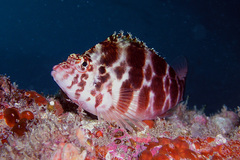 Cirrhitichthys aprinus