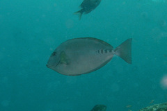 Prionurus microlepidotus