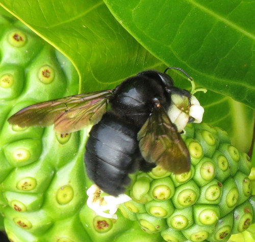Valley Carpenter Bee