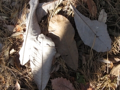 Magnolia obovata